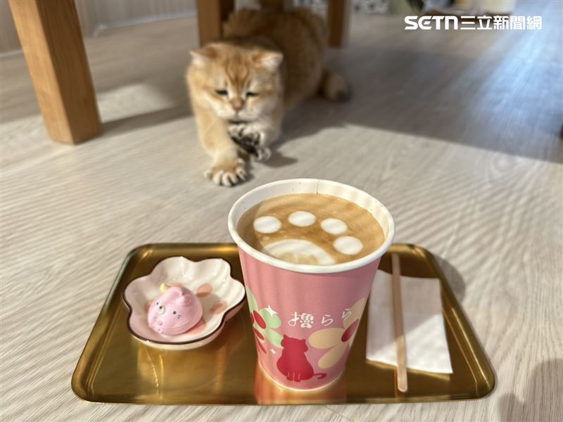 擼LALA Sweets貓咪餐廳可以近距離與貓咪互動。(圖/記者李育道攝影)