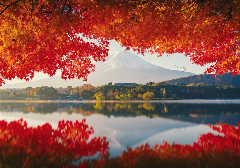 日本東京河口湖楓紅如畫框,襯托富士山的優雅白頭。(圖/飯店旅宿業者提供)
