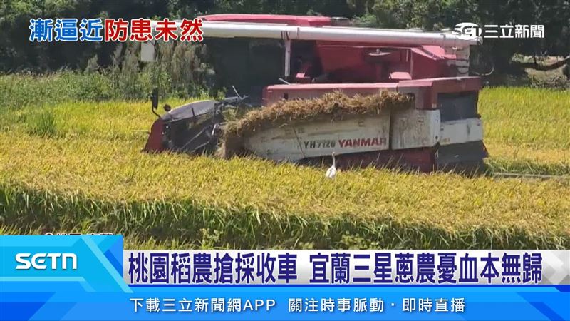 即便稻穗還要十多天才能成熟,稻農還是早早開始搶收