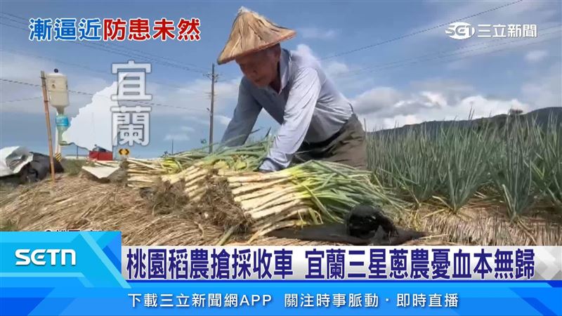 三星蔥農緊急採收,希望減少損失