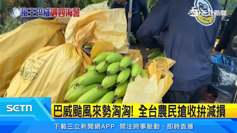 巴威颱風步步進逼,蕉農趁著颱風前的好天氣趕緊搶收