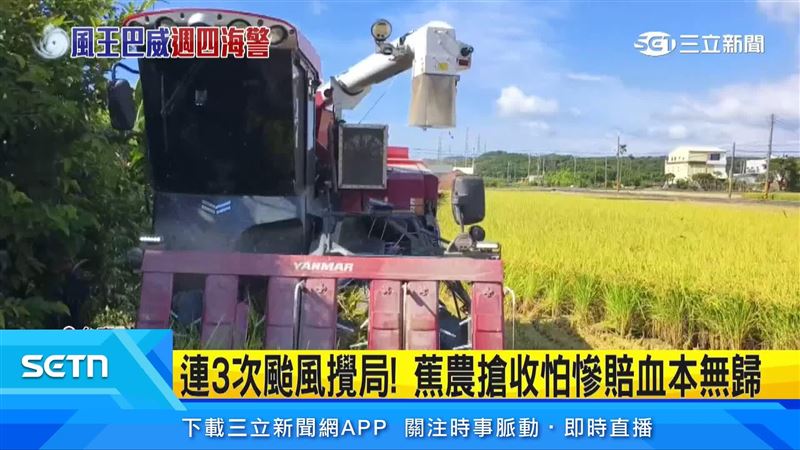 苗栗農民開著收割機忙著收稻