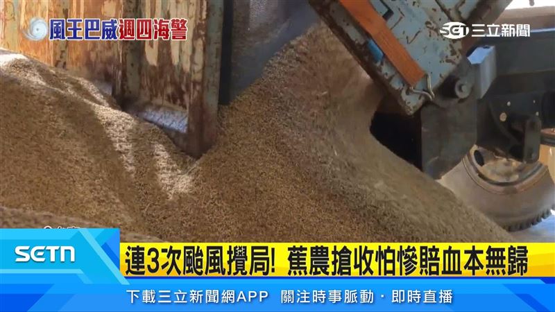 全台農民把握颱風前最後的黃金時間搶收