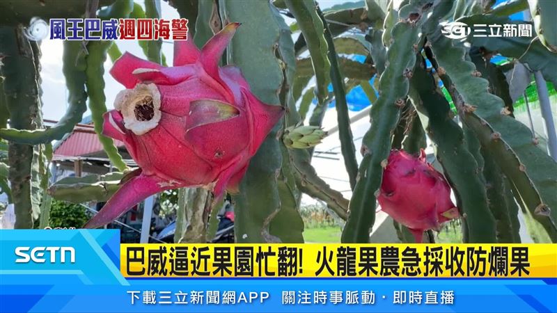 緊急採收彰化果園裡的火龍果
