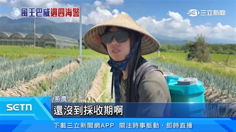 不少三星蔥尚未成熟,蔥農來不及採收