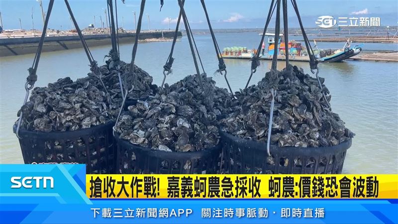 嘉義東石蚵農趁著風浪還沒變大趕緊出海採收