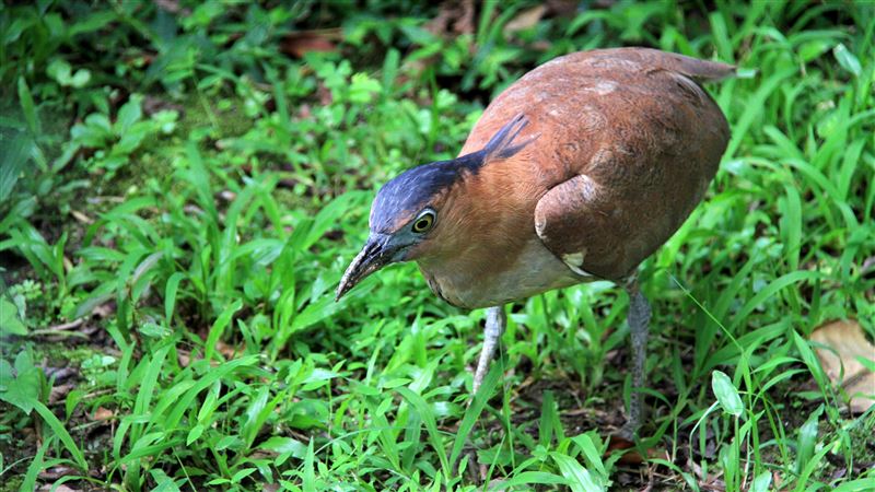 上國道遭「鳥擊」牠噴不明液體…肇事逃逸