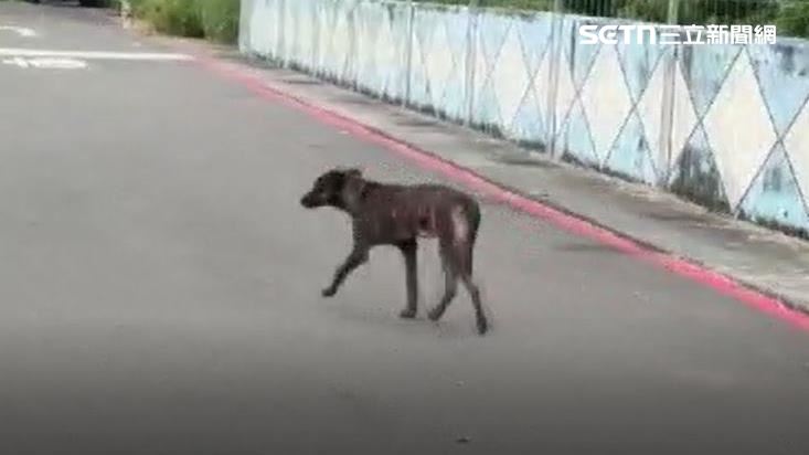 飼主遛狗不繫繩害人二度受傷：怎知狗會咬