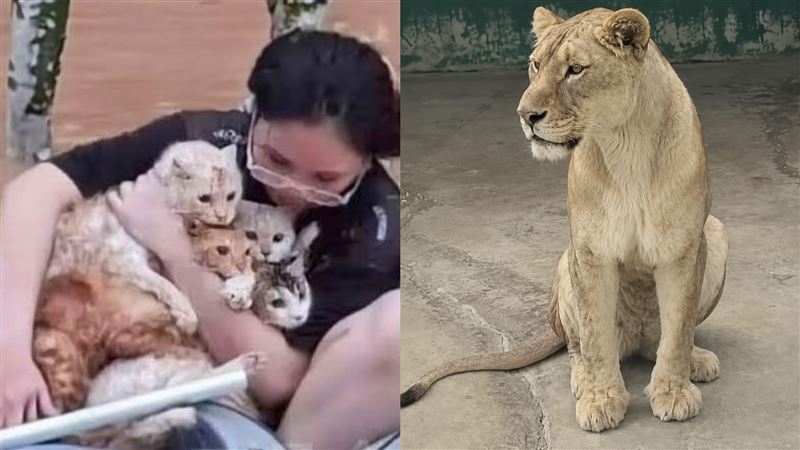 水淹動物園「鐵籠全鎖死」 3獅子活活溺斃