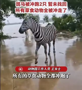 草食動物區則因為圍欄被洪水沖毀,包含梅花鹿、鴕鳥等20多種動物全數被大水沖散、下落不明。(圖/翻攝自微博)