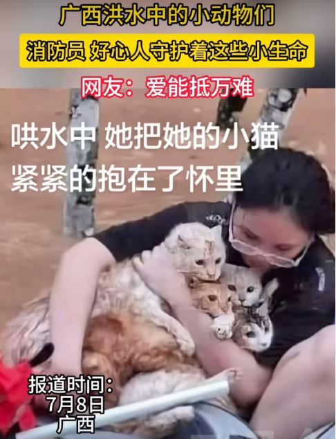 廣西遭洪水吞噬,很多動物都被洪流沖散。(圖/翻攝自微博)