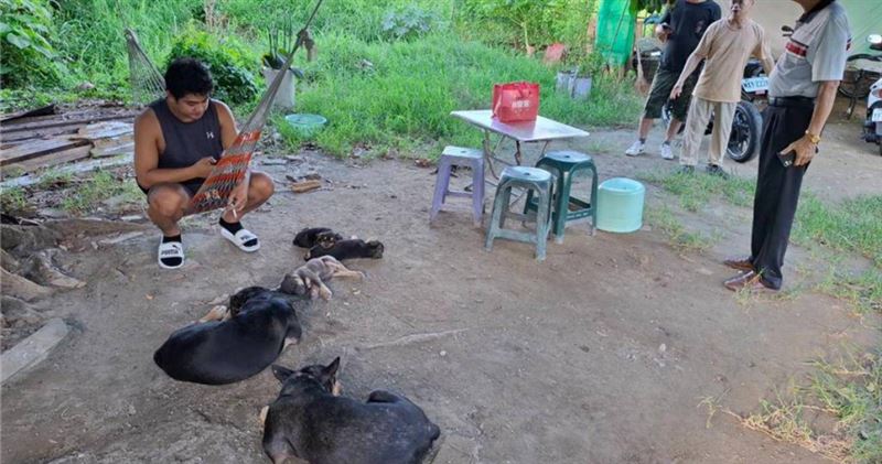 外籍移工宿舍爆虐犬疑雲，幼犬癱瘓真相大逆轉。（圖／翻攝畫面）