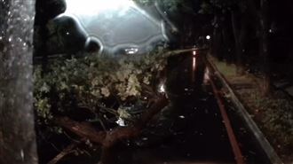巴威夜襲！台中新竹路樹倒塌整條路停電