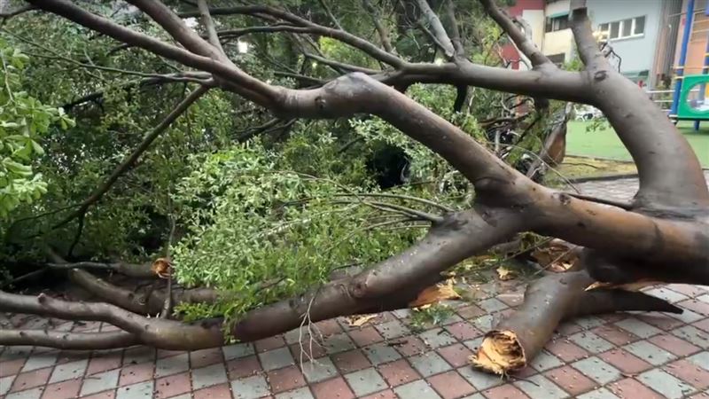台中西屯區的西平公園驚傳路樹倒塌。(圖/翻攝畫面)