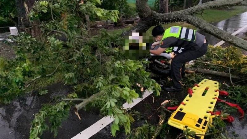 颱風巴威襲台!今(11)日清晨,雲林縣驚傳路樹倒塌砸中路過女騎士。(圖/翻攝畫面)