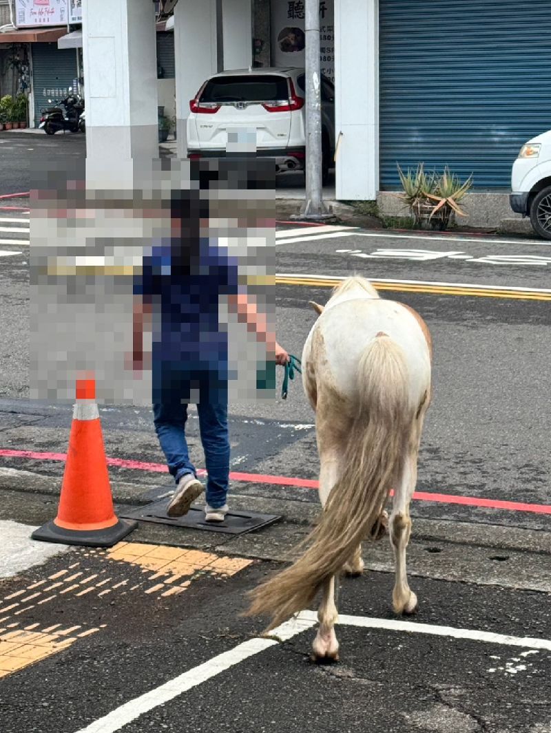 颱風巴威侵襲，高雄11日凌晨起風雨漸增，但岡山區街頭上午卻出現一匹馬在街上獨自漫步。幸熱心民眾將馬匹牽到警局，由警方通知飼主杜姓女子領回。（