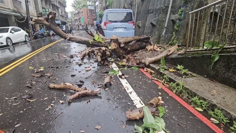 驚險瞬間曝！基隆山坡老樹不敵風雨倒塌