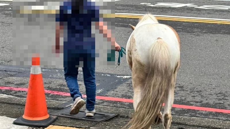 颱風岡山馬趴趴走　民眾牽到警局飼主是她