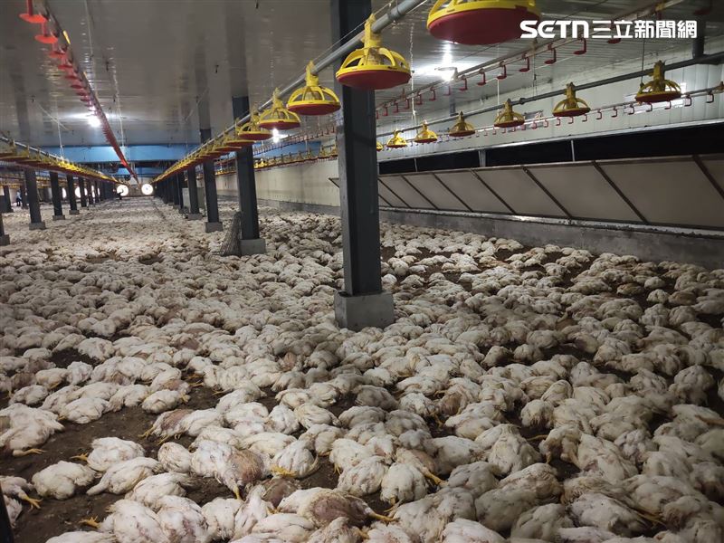 出貨前夕悲劇!台南養雞場設備異常跳電,4.6萬隻肉雞「活活悶死」慘賠500萬。(圖/下營區公所提供)