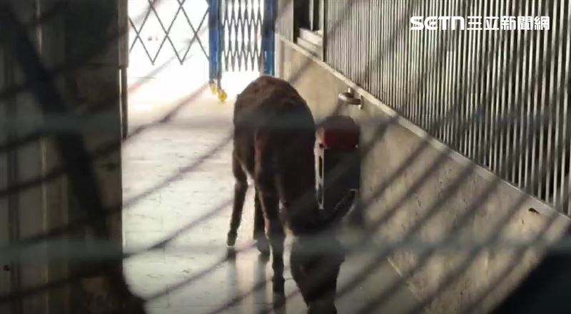 至少3隻驢子養在住家旁,周遭被圍籬整個圍起來