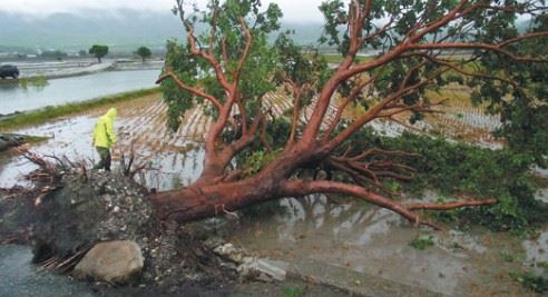 2014年中颱麥德姆侵襲台灣,台東一帶遭遇強風豪雨,這棵老樹抵擋不住猛烈風勢,慘遭連根拔起倒在田邊。(圖/翻攝自網路)