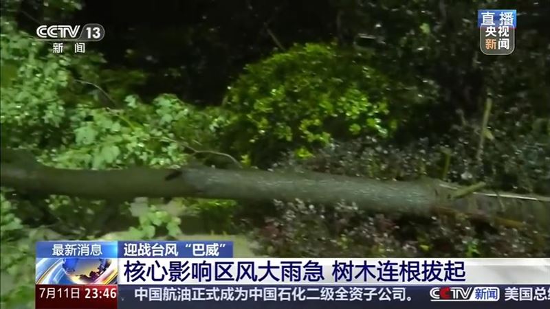 巴威的強風把路樹連根拔起。(圖/取自央視)