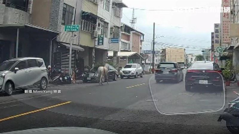 颱風天20萬小馬散步脫逃 熱心民眾幫追回