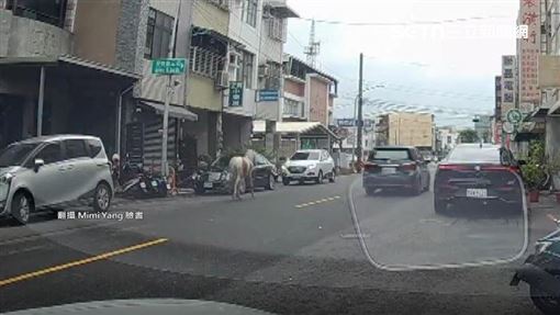 放風變逃家! 高雄"馬"路狂奔 熱心民眾幫追回