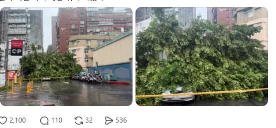 李瑩珠在社群平台分享現場畫面,只見一棵大型路樹連根拔起,橫倒在道路中央,不僅阻斷交通,還波及多輛停放路邊的汽車。(圖/翻攝自李瑩珠Threads)