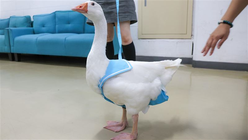 富邦悍將隊鴨。(圖/富邦悍將提供)