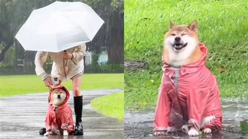 真「人柴兩濕」!胖柴不怕颱風天淋雨狂奔