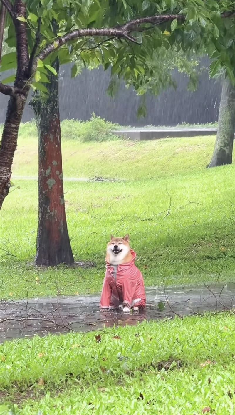 有飼主在颱風天遛柴犬,柴犬可愛模樣萌翻一票人。(圖/翻攝自Threads @chai.ai)