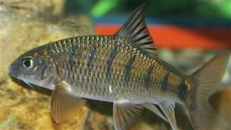 他吃溪石斑魚卵中毒！醫：全球無特效解藥