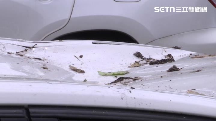 車主在水門外停放愛車卻遭樹木砸毀