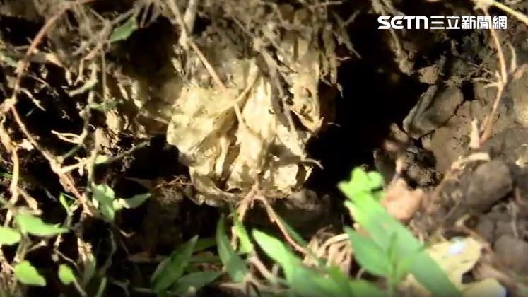 樹根斷裂處發現土壤裡有水管、塑膠袋及大量石塊
