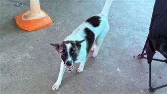 愛犬叼回家竟是手榴彈！全家陪半天才發現
