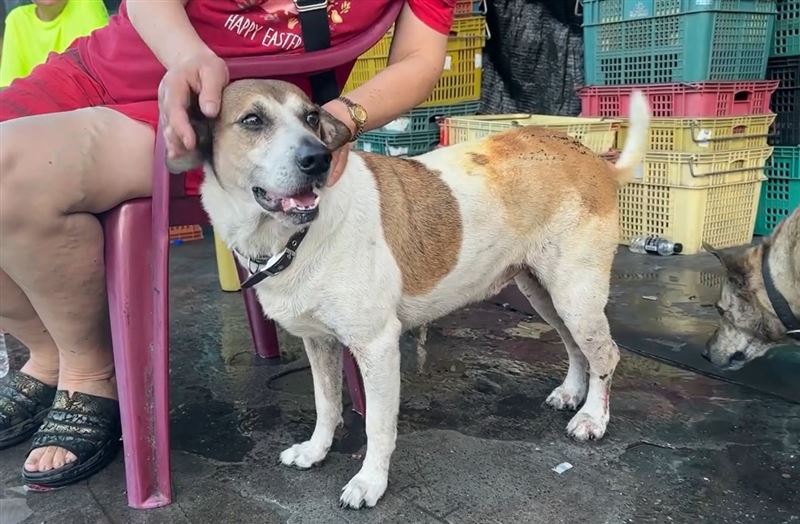 花蓮鐵皮屋突然發生火警，愛犬「來福」狂敲房門示警，卻在混亂中走失，讓飼主林姓女子非常擔心。（圖／翻攝畫面）