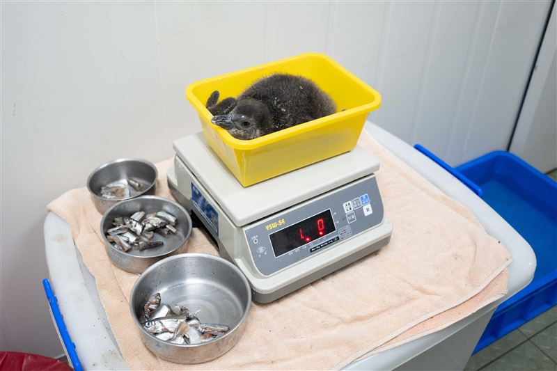 保育員需要每天多次一隻隻地把企鵝寶寶抱出來秤體重、觀察外觀及活力。(圖/台北市立動物園提供)