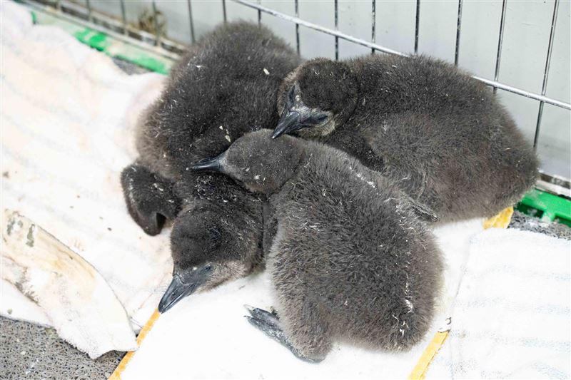 台北動物園喜迎瀕危的非洲黑腳企鵝寶寶潮,5~6月底陸續有6隻企鵝寶寶成功孵化,今年暑期週六夜間延長企鵝館也有開放,有機會現場目睹長著灰黑色羽毛的亞成鳥!(圖/台北市立動物園提供)