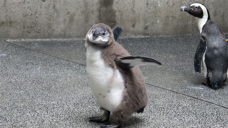 萌翻!台北動物園喜迎「黑腳企鵝」寶寶潮