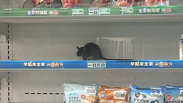 機捷北門站驚見「肥鼠橫行」還偷吃雞胸肉