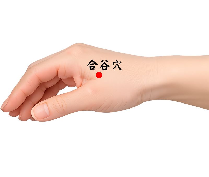 合谷穴位置。（圖／Dr.Nice中醫診所提供）