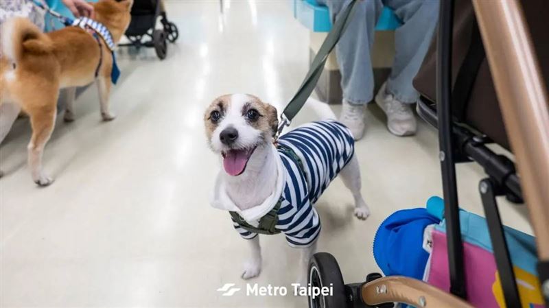 有網友不滿遛狗遭擋住在社群網站公布站務員個資,北捷怒譴責。圖為示意圖,非當事人和狗。(圖/翻攝自台北捷運 Metro Taipei臉書)