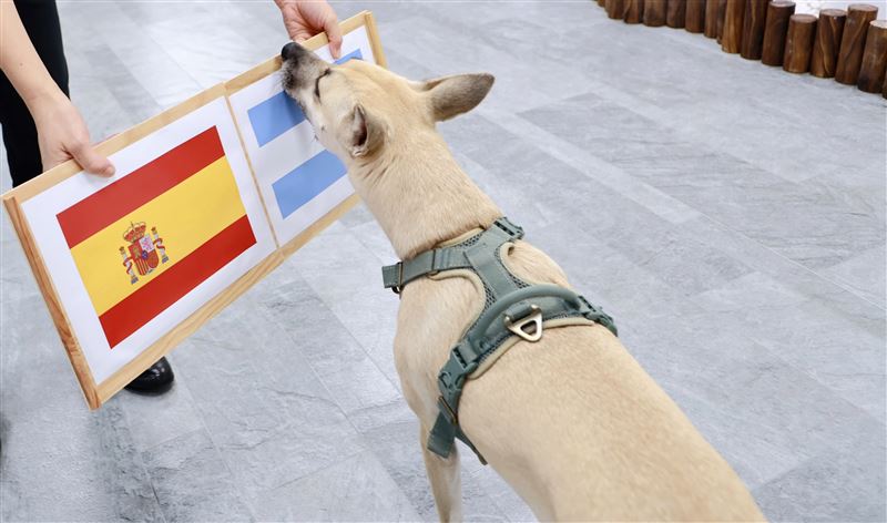 蔡英文分享愛犬「鳳梨妹」選擇阿根廷，笑說「不代表本人立場」（圖／翻攝自蔡英文Threads）