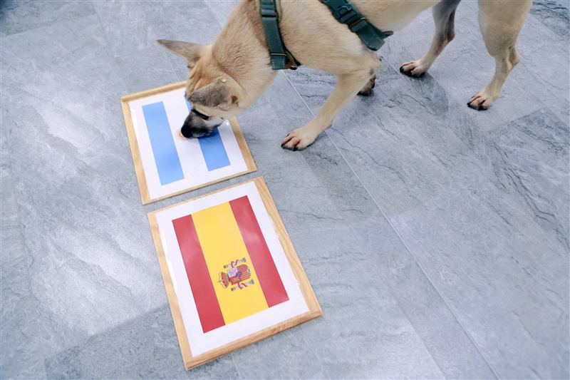 蔡英文分享愛犬「鳳梨妹」選擇阿根廷，笑說「不代表本人立場」（圖／翻攝自蔡英文Threads）