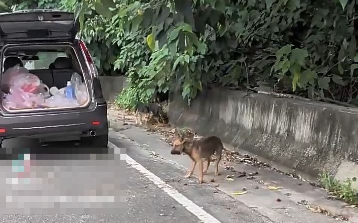 附近居民指控一名婦人長期在139縣道餵養流浪狗，造成犬隻群聚、環境髒亂。（圖／翻攝自花壇人俱樂部2臉書）