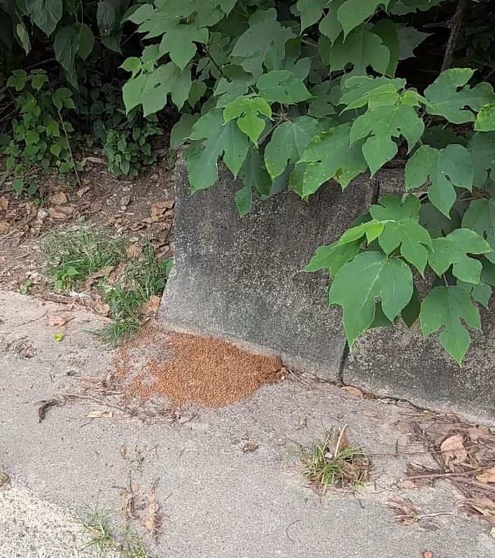 附近居民指控一名婦人長期在139縣道餵養流浪狗，造成犬隻群聚、環境髒亂。（圖／翻攝自花壇人俱樂部2臉書）