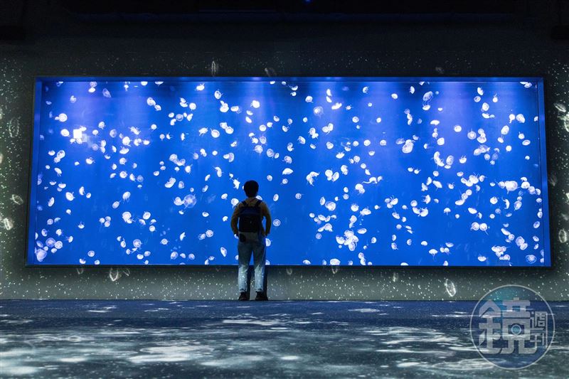 Threads近日一則關於「未生子情侶別急著去動物園或水族館約會」的貼文引發網路上熱烈論戰。（示意圖，本刊資料照）
