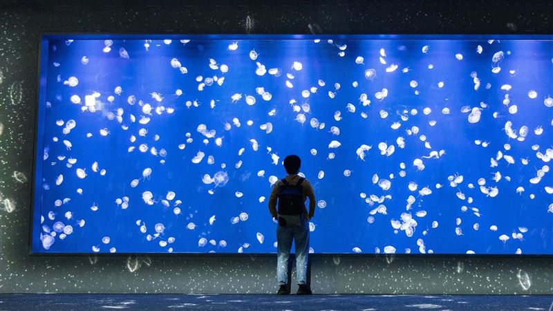 情侶去水族館先不要？網熱議最硬核避孕法