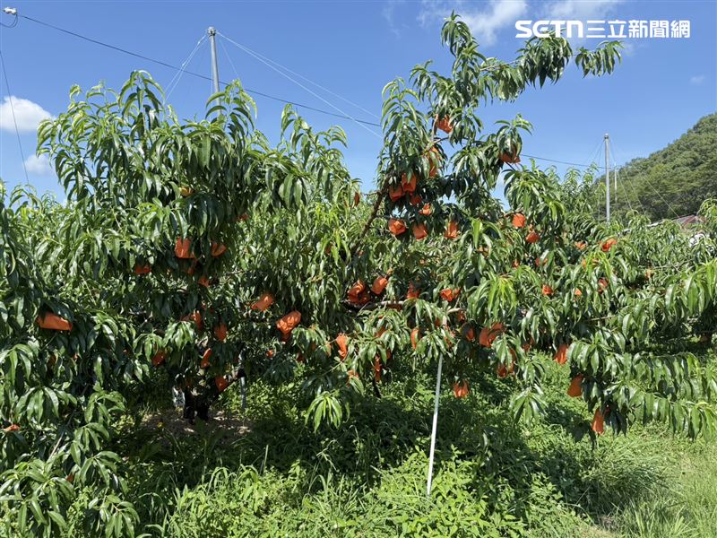 桃茂實苑依季節可以親自體驗採收不同的水果。(圖/記者李育道攝影)